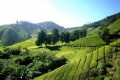 The FDA is flip-flopping on its decision to let tea farmers use a worrisome chemical